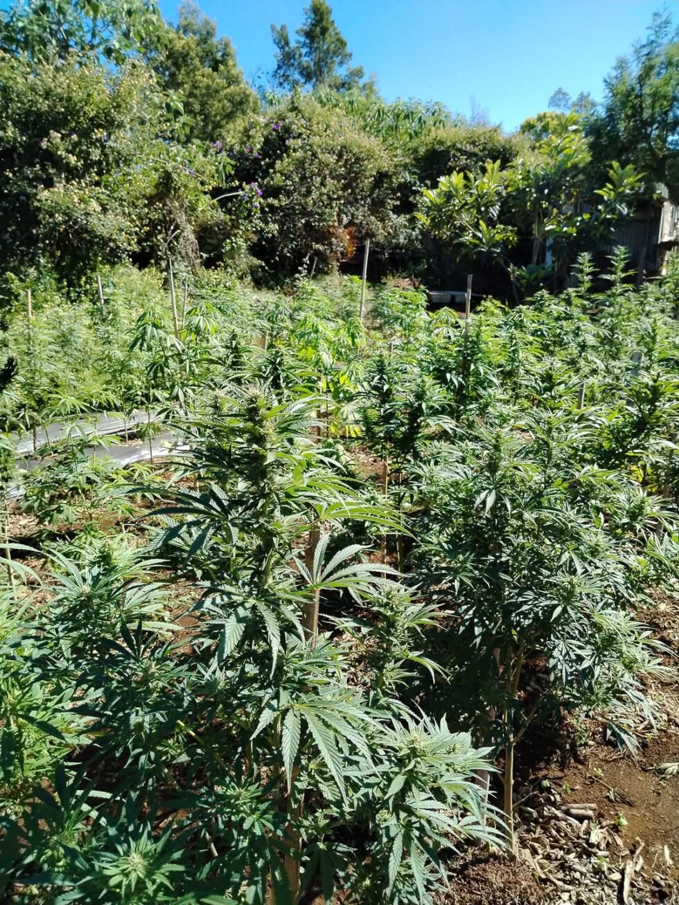 Grondin CBD