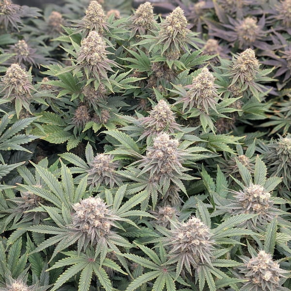 Kalité Réunion - Producteur de CBD Péi